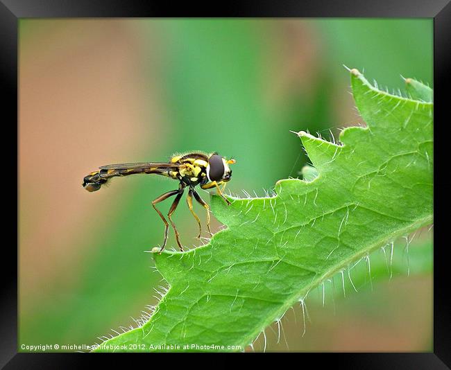 Hover fly 3 Framed Print by michelle whitebrook