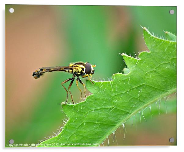 Hover fly 3 Acrylic by michelle whitebrook
