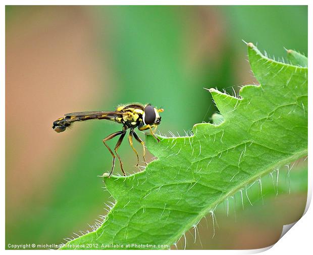 Hover fly 3 Print by michelle whitebrook