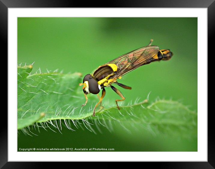 Eye Eye 4 Framed Mounted Print by michelle whitebrook