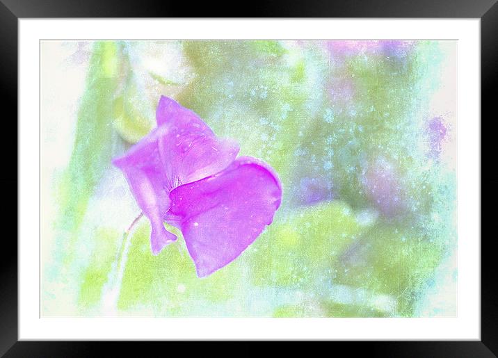 Sweet Pea Framed Mounted Print by Dawn Cox