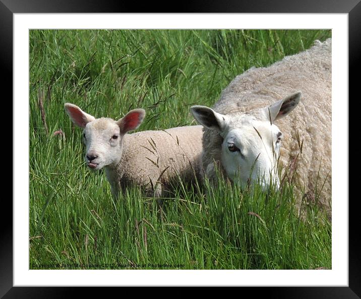 Cheeky Lamb Framed Mounted Print by John McCoubrey