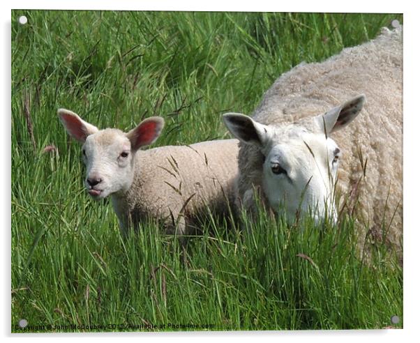 Cheeky Lamb Acrylic by John McCoubrey