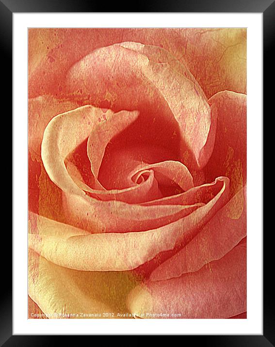 Rose textures (Strawberries & Cream). Framed Mounted Print by Rosanna Zavanaiu