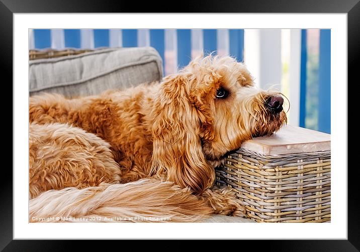 Puppy Luv Framed Mounted Print by Mark Lucey