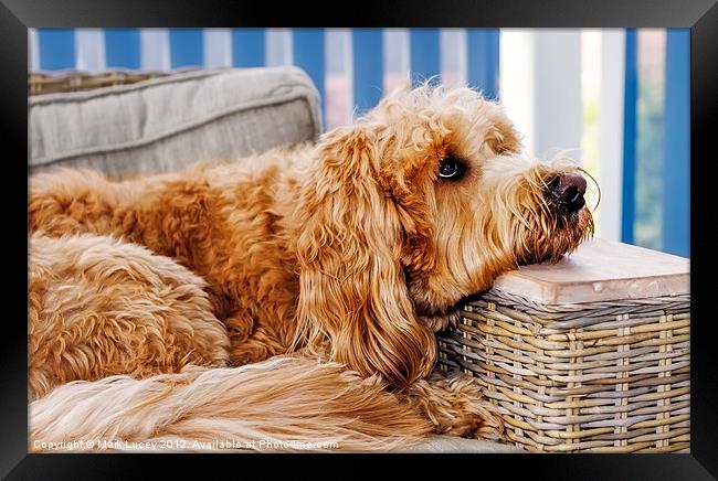 Puppy Luv Framed Print by Mark Lucey