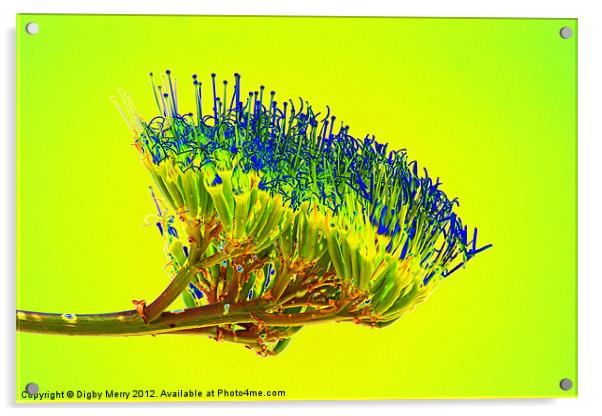 Agave flowers Acrylic by Digby Merry