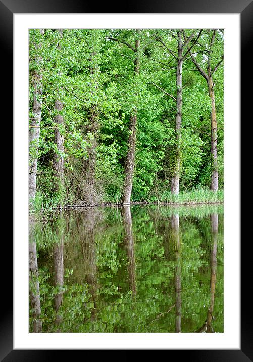 Tree Reflections Framed Mounted Print by graham young
