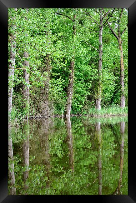 Tree Reflections Framed Print by graham young