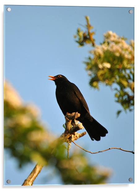 Blackbird Acrylic by graham young