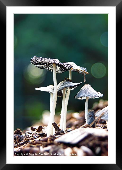 Wild mushroom Framed Mounted Print by Doug McRae