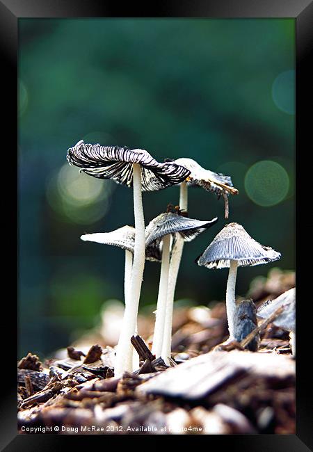 Wild mushroom Framed Print by Doug McRae