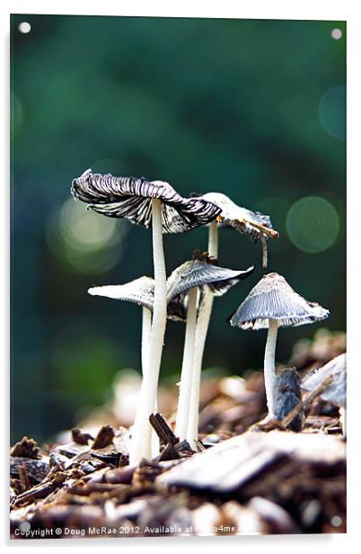 Wild mushroom Acrylic by Doug McRae