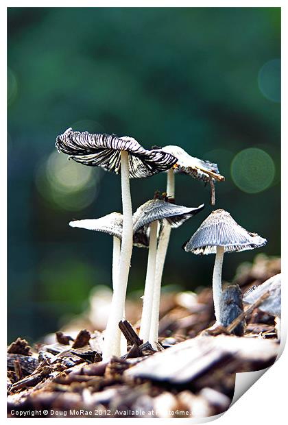 Wild mushroom Print by Doug McRae