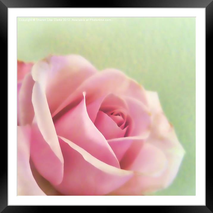 Painted rose Framed Mounted Print by Sharon Lisa Clarke