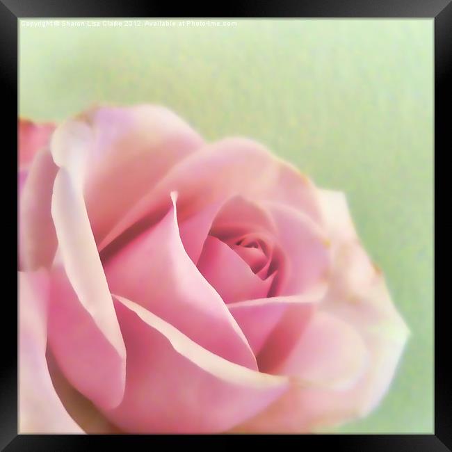 Painted rose Framed Print by Sharon Lisa Clarke