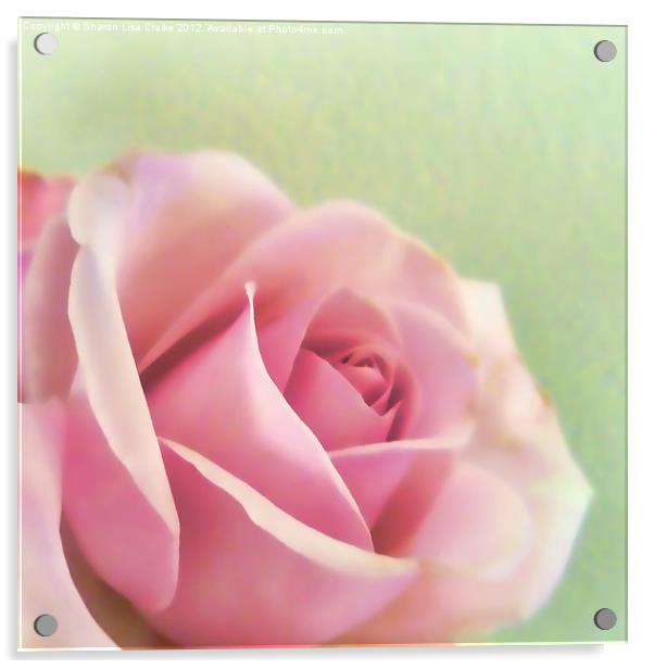 Painted rose Acrylic by Sharon Lisa Clarke