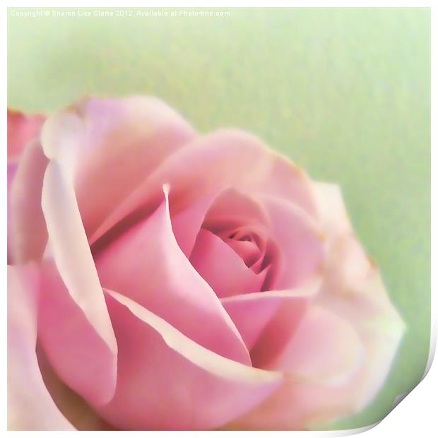 Painted rose Print by Sharon Lisa Clarke