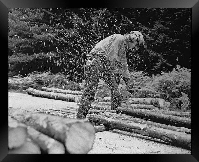 Scottish Lumberjack Framed Print by Howard Little