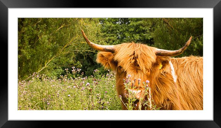 Shy Framed Mounted Print by Simon Wrigglesworth