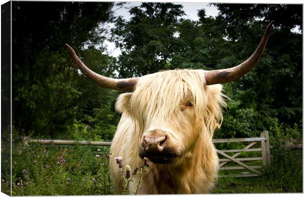 Horny highland Cow Canvas Print by Simon Wrigglesworth