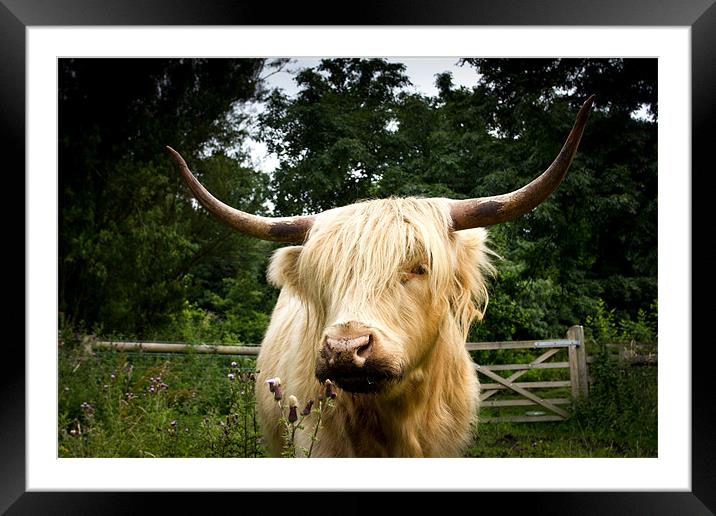 Horny highland Cow Framed Mounted Print by Simon Wrigglesworth