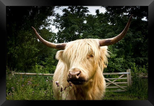 Horny highland Cow Framed Print by Simon Wrigglesworth
