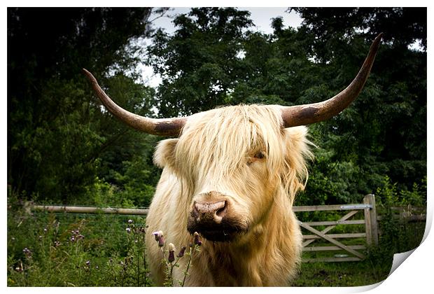 Horny highland Cow Print by Simon Wrigglesworth