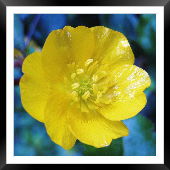 Scottish wildflower - Buttercup Framed Mounted Print by Jo Smith