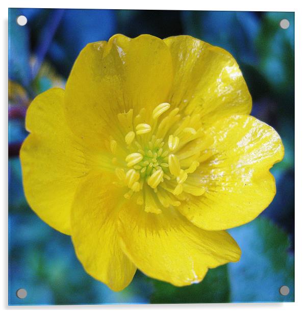Scottish wildflower - Buttercup Acrylic by Jo Smith