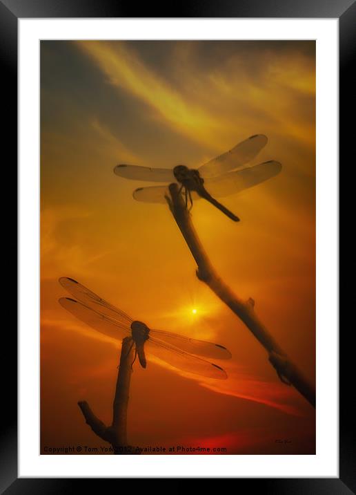 DRAGONFLYS IN THE SUNSET Framed Mounted Print by Tom York