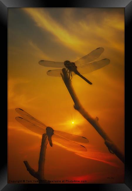 DRAGONFLYS IN THE SUNSET Framed Print by Tom York