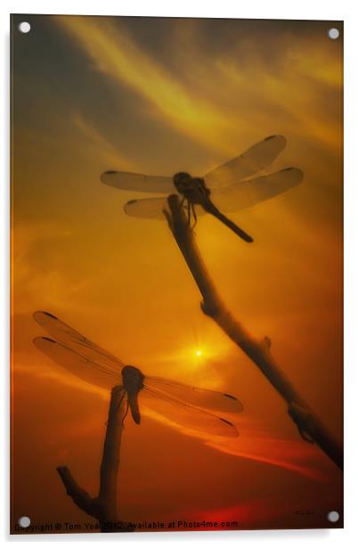 DRAGONFLYS IN THE SUNSET Acrylic by Tom York