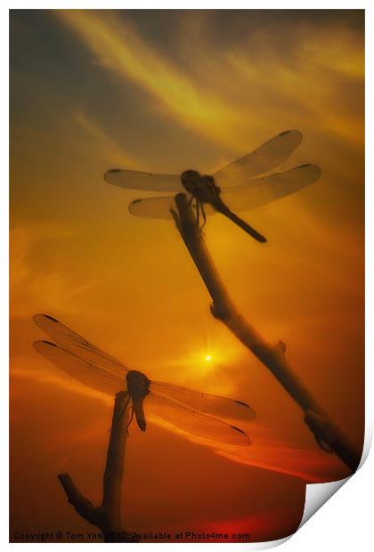DRAGONFLYS IN THE SUNSET Print by Tom York