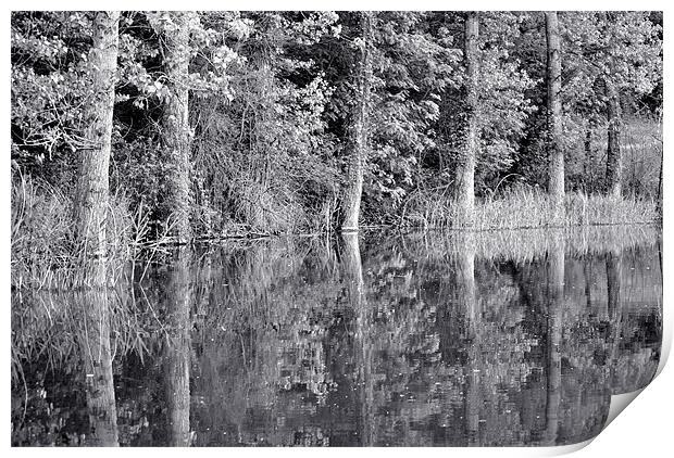 Tree Reflections Print by graham young