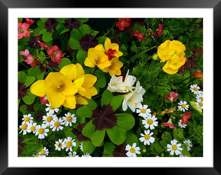 Just Flowers Framed Mounted Print by Robert Gipson