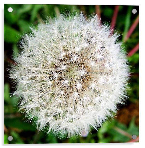 Dandelion head Acrylic by Jo Smith