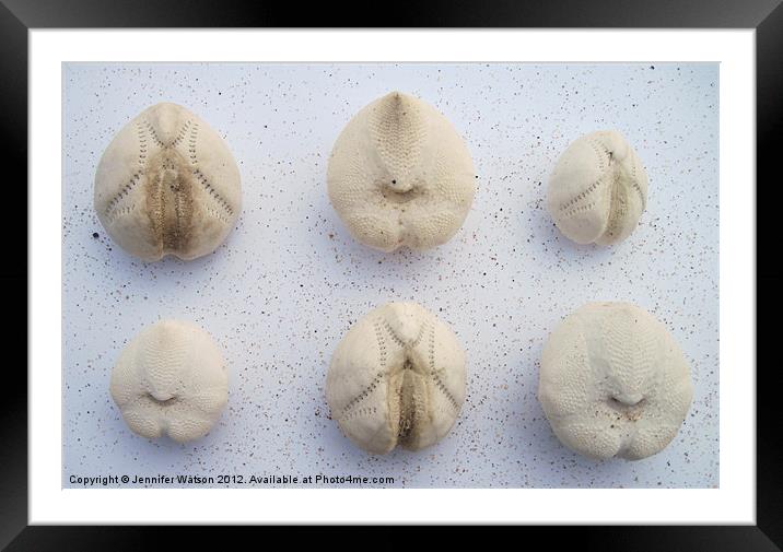 Six Sea Potatoes Framed Mounted Print by Jennifer Henderson