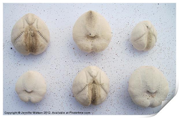 Six Sea Potatoes Print by Jennifer Henderson