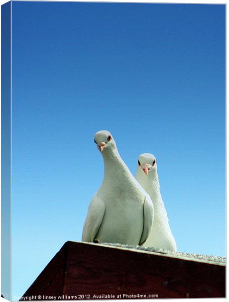 Pigeons Canvas Print by Linsey Williams