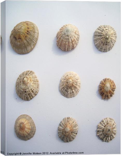 Nine Limpet Shells Canvas Print by Jennifer Henderson