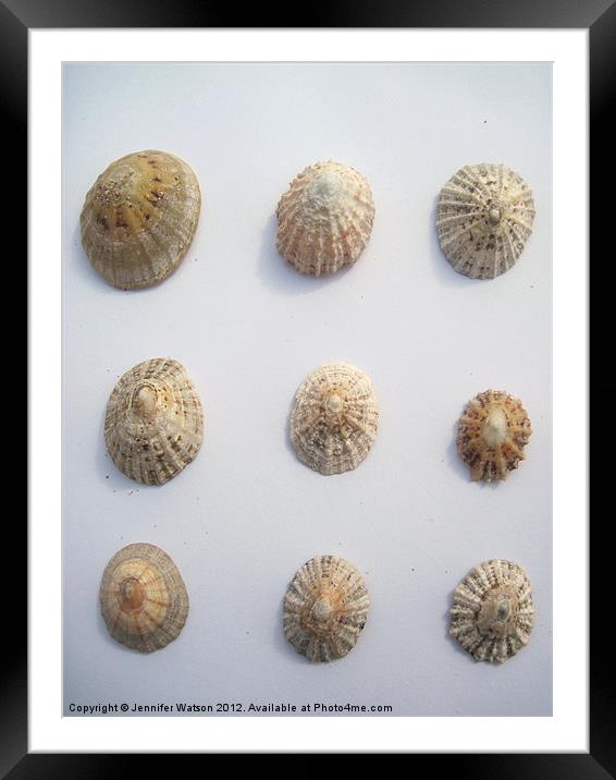Nine Limpet Shells Framed Mounted Print by Jennifer Henderson