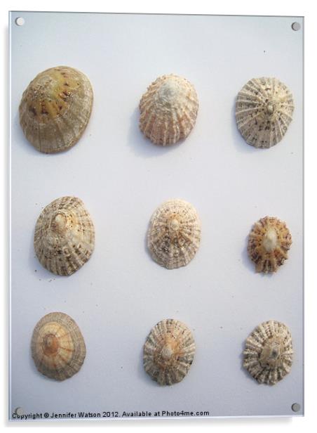 Nine Limpet Shells Acrylic by Jennifer Henderson