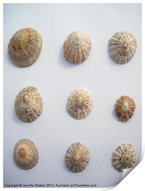 Nine Limpet Shells Print by Jennifer Henderson
