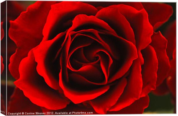 Red Rose Close up Canvas Print by Corrine Weaver