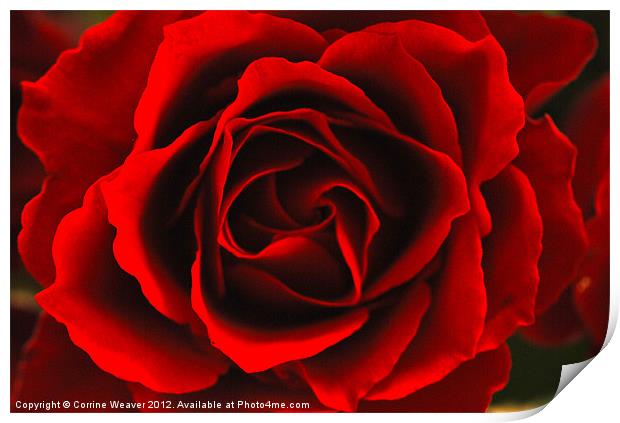Red Rose Close up Print by Corrine Weaver