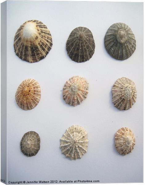 Nine More Limpet Shells Canvas Print by Jennifer Henderson
