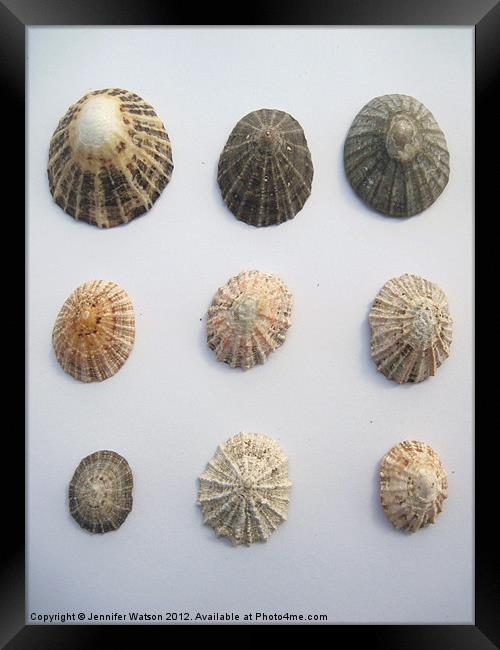 Nine More Limpet Shells Framed Print by Jennifer Henderson