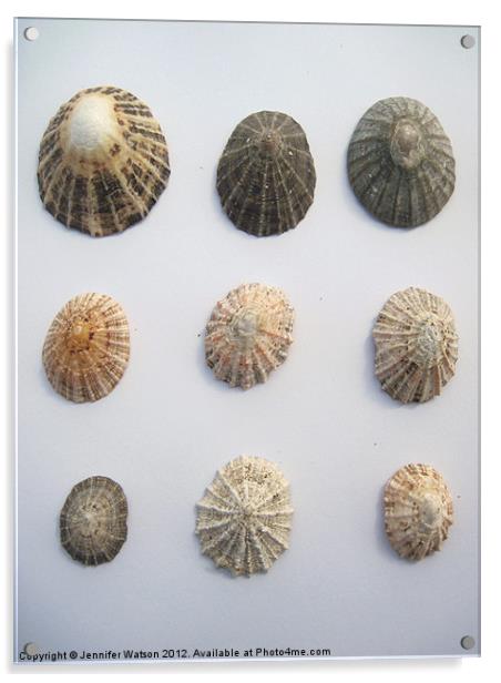 Nine More Limpet Shells Acrylic by Jennifer Henderson