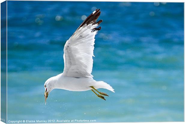 Seagull with Fish Canvas Print by Elaine Manley